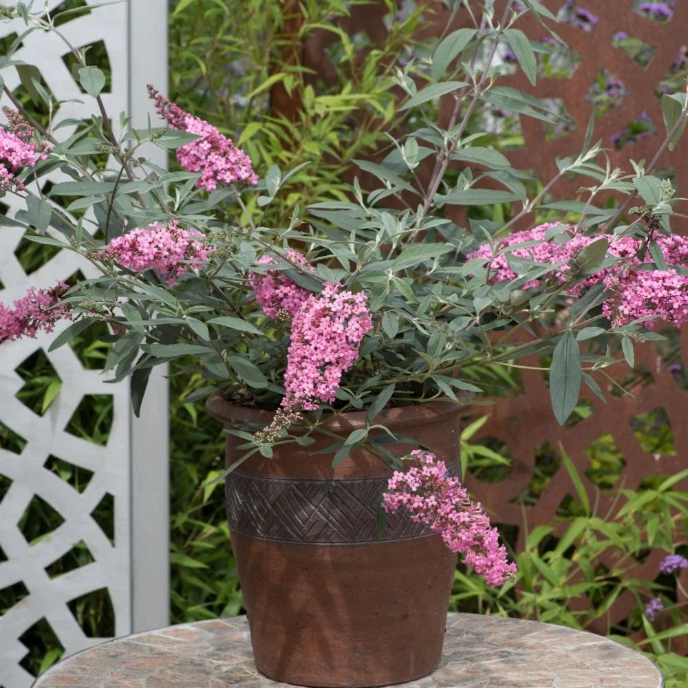 Buddleja Davidii Pink Cascade 9cm Potted Plant X 1