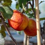 Apple 'pixie' | 1 x Bare Root