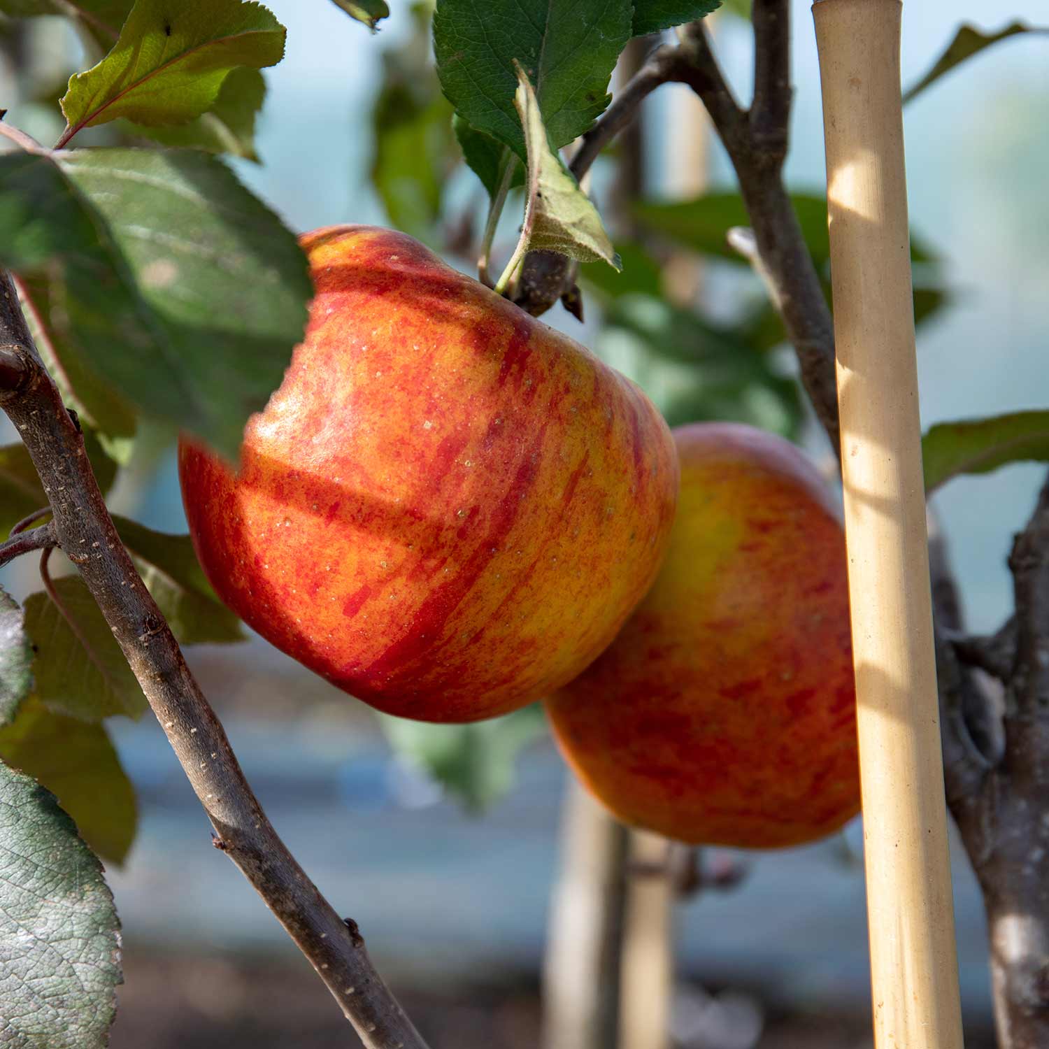 Apple 'pixie' | 1 x Bare Root