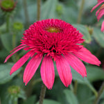 Echinacea 'sunny Days Ruby' - Compact Ruby-red Perennial | 1 x 2L | Red