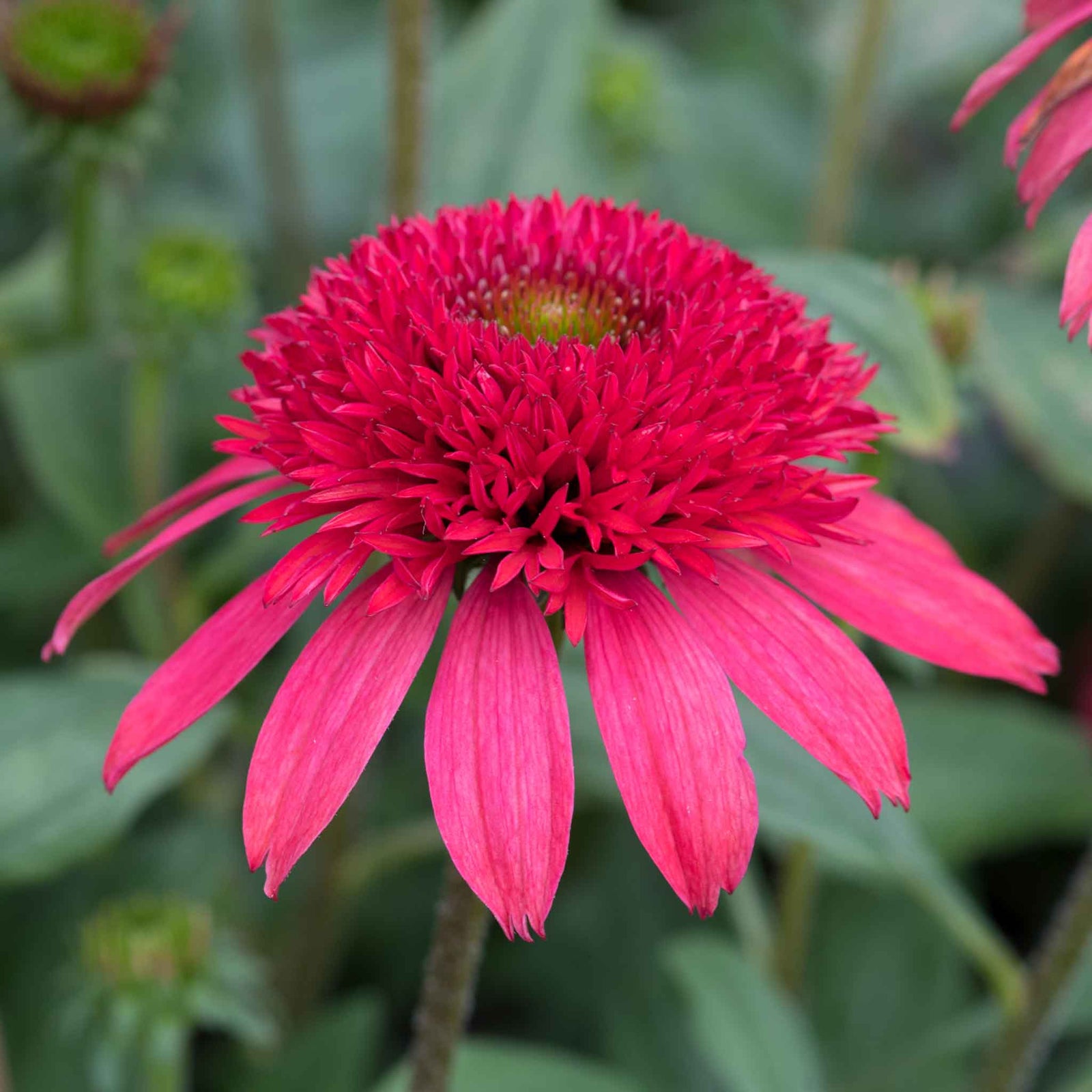 Echinacea 'sunny Days Ruby' - Compact Ruby-red Perennial | Set-of-1 | Ruby Red