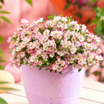 Hayloft Rose Alpina Cutie Pie - 1 x 9cm Pot