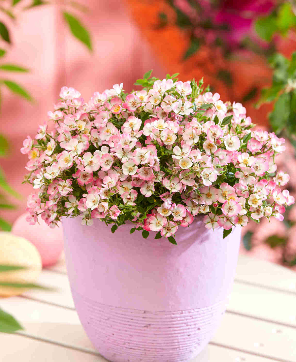 Hayloft Rose Alpina Cutie Pie - 1 x 9cm Pot
