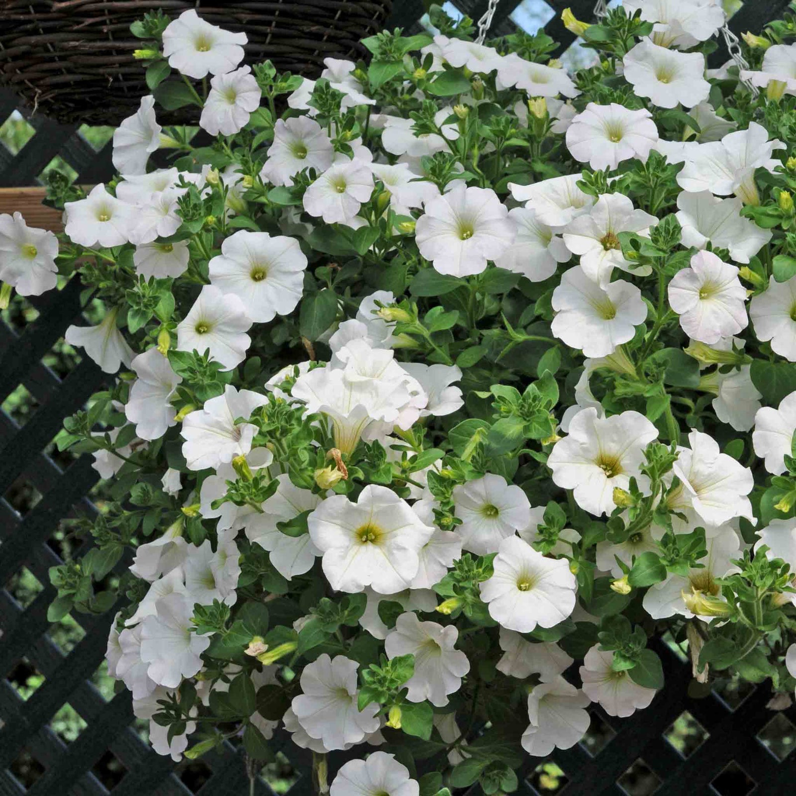 Petunia Surfinia Collection Mixed Trailing Varieties | 12 x Plug Plants | Multi