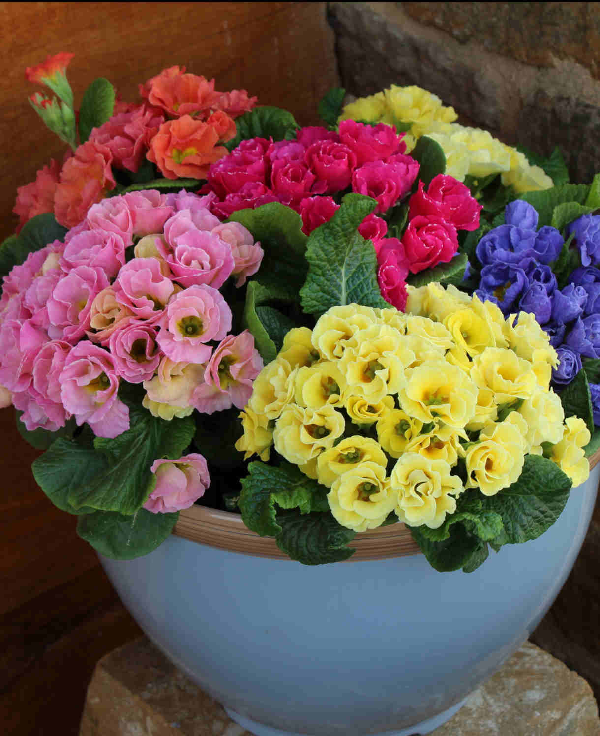 Primula Rosebud Mix - Enliven Your Winter And Spring Garden - 9cm pots | 3 x 9cm | Multi