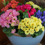 Primula Rosebud Mix - Enliven Your Winter And Spring Garden - 9cm pots | 9 x 9cm | Multi
