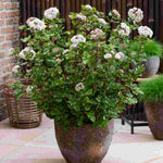Viburnum Tinus Rock 'n' Rolla - A Year Round Performer - 9cm pot | Set-of-3 | Pink