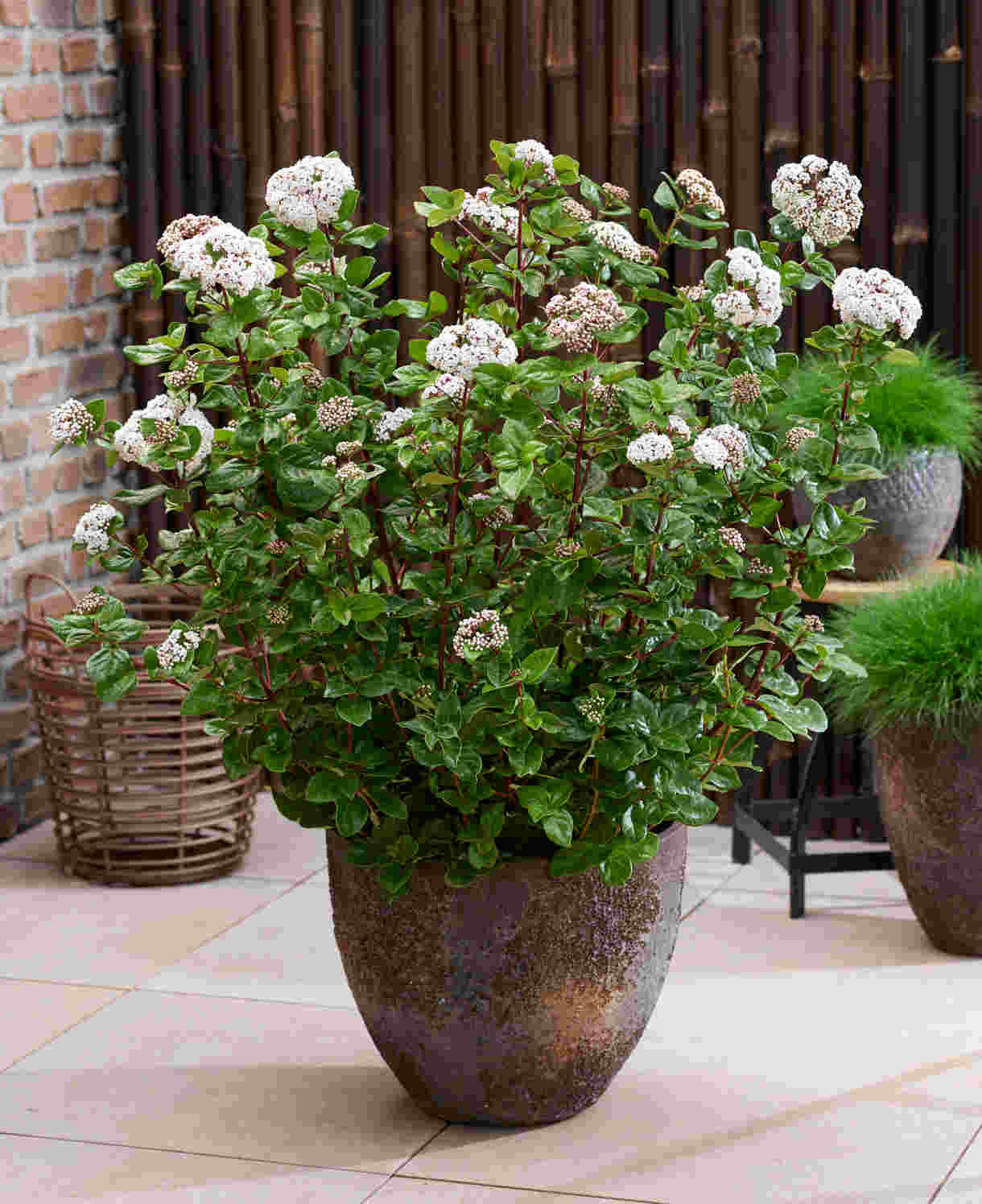 Viburnum Tinus Rock 'n' Rolla - A Year Round Performer - 9cm pot | Set-of-1 | Pink