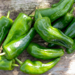 Chilli Plant 'padron' 50cm - Mild Spanish Tapas Pepper | 6 x 9cm | Green