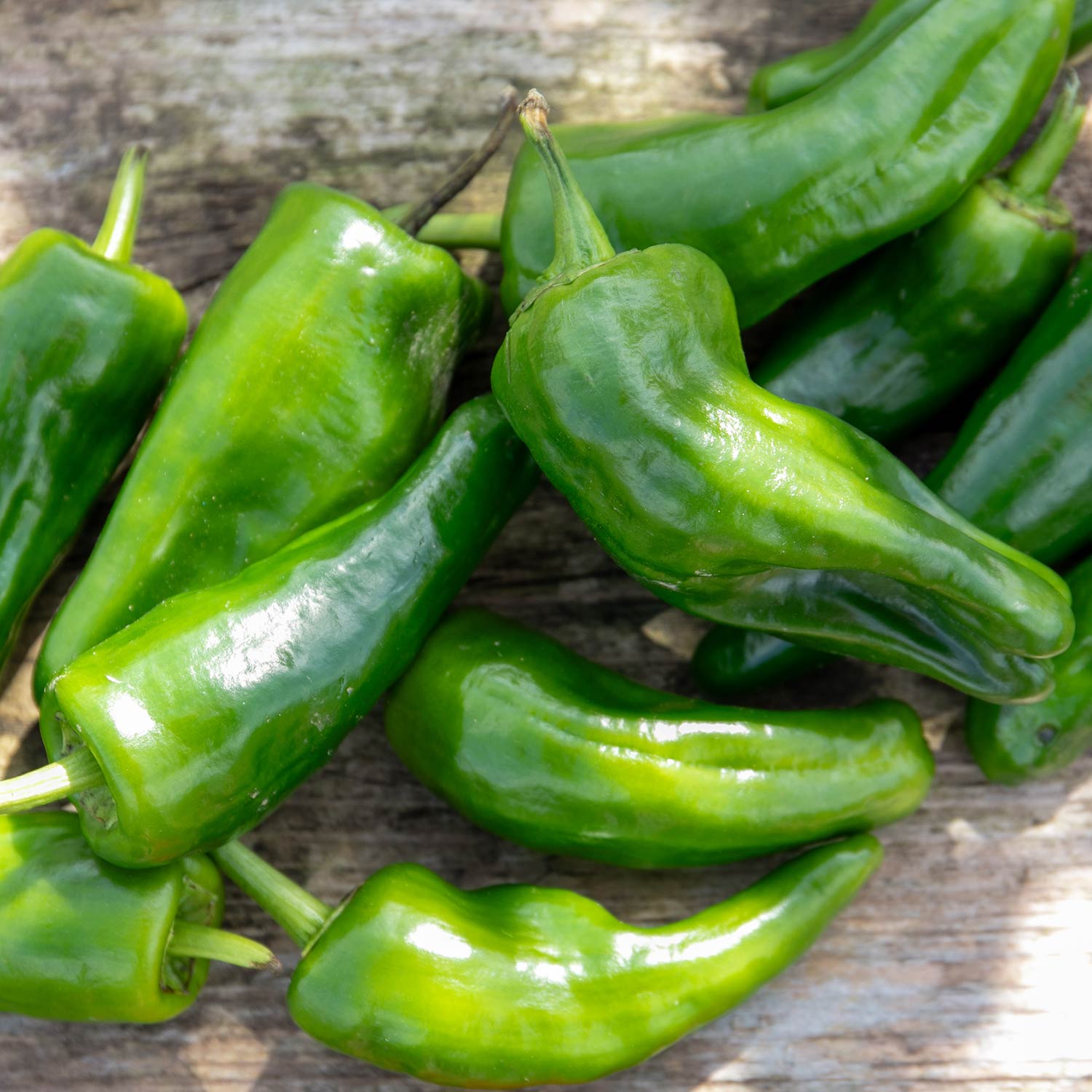 Chilli Plant 'padron' 50cm - Mild Spanish Tapas Pepper | 6 x 9cm | Green