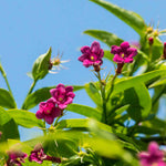 Hayloft Exclusive Fragrant Climber Collection - 3 Beautifully Scented Climbing Plants