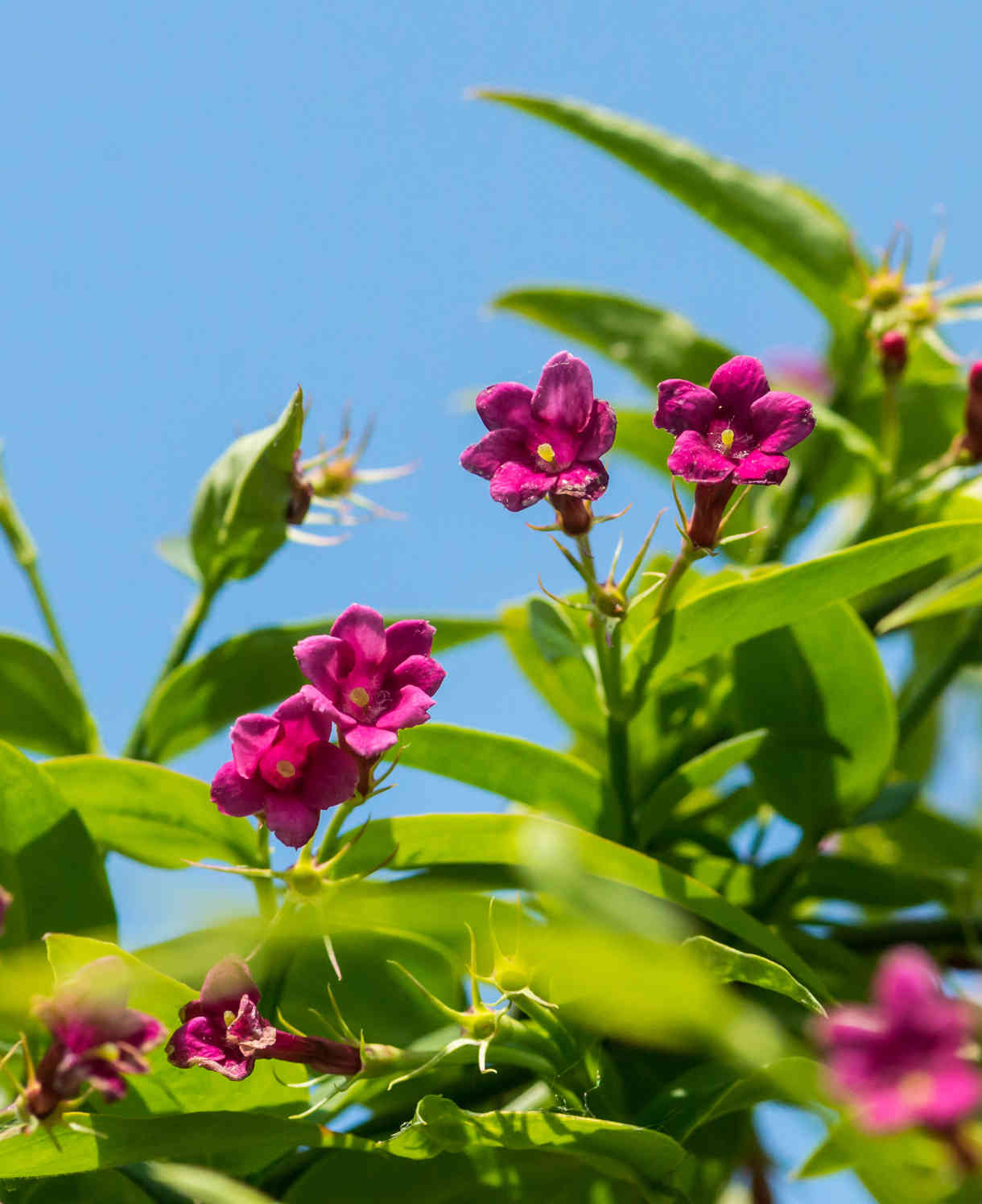Hayloft Exclusive Fragrant Climber Collection - 3 Beautifully Scented Climbing Plants