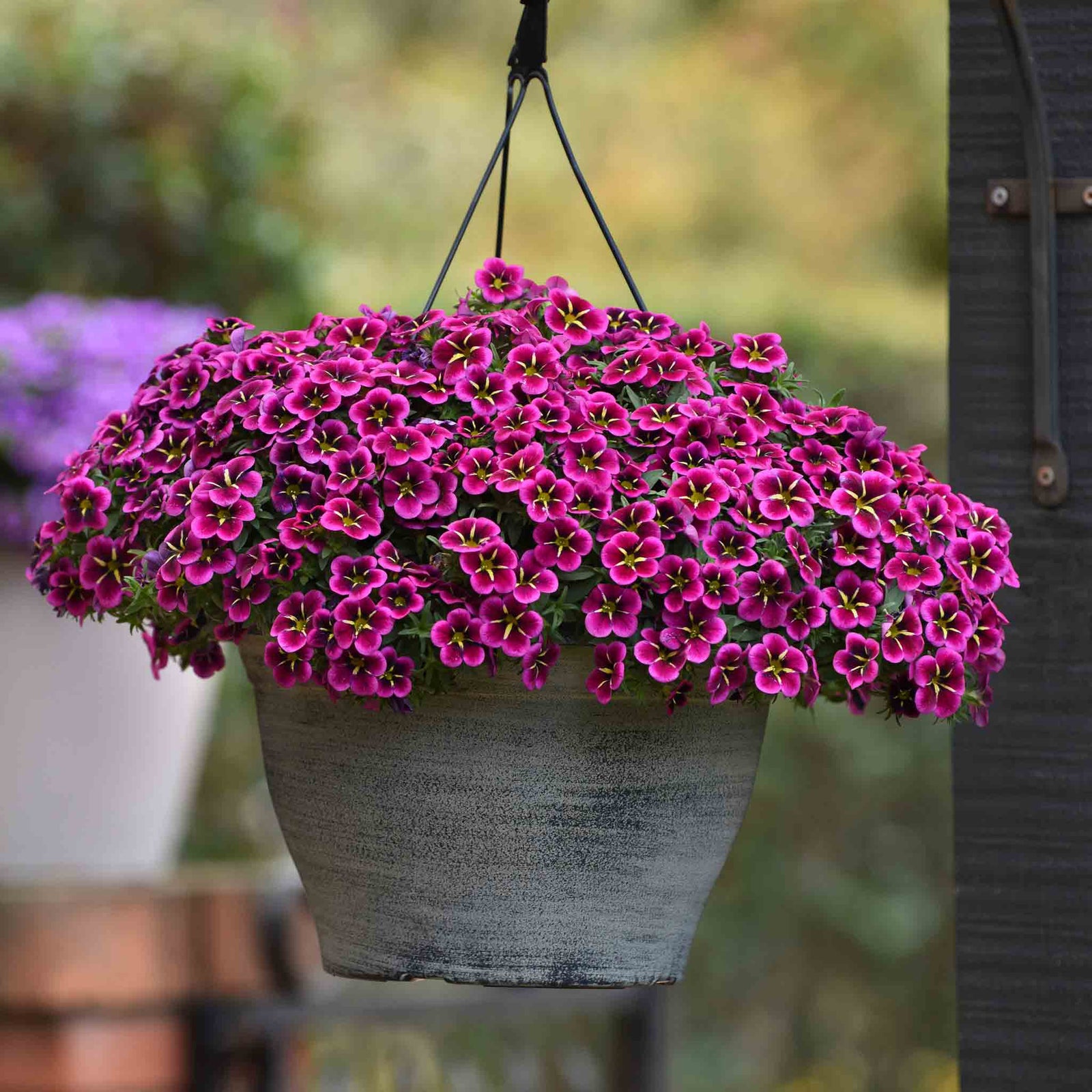 Calibrachoa 'single' Collection | 6 x Plug Plants | Multi