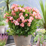 Hayloft Alstroemeria Pitchoune 'charlotte' - 3 x 9cm Pots