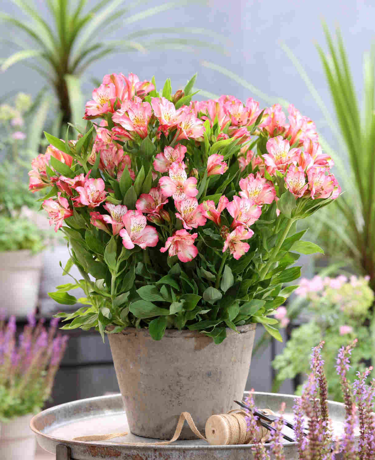 Hayloft Alstroemeria Pitchoune 'charlotte' - 3 x 9cm Pots