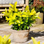 Euonymus Japonicus 'el Dorado' Compact 60cm Evergreen Shrub | 1 x 9cm | Lime Green