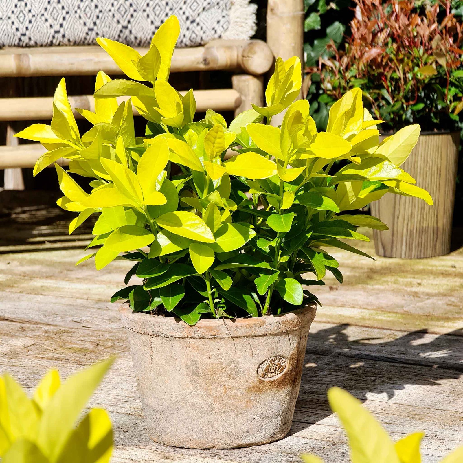 Euonymus Japonicus 'el Dorado' Compact 60cm Evergreen Shrub | 1 x 9cm | Lime Green