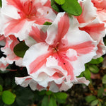 Azalea Encore 'autumn Starburst' Repeat-blooming Bicolour | 1 x 9cm | Green & White