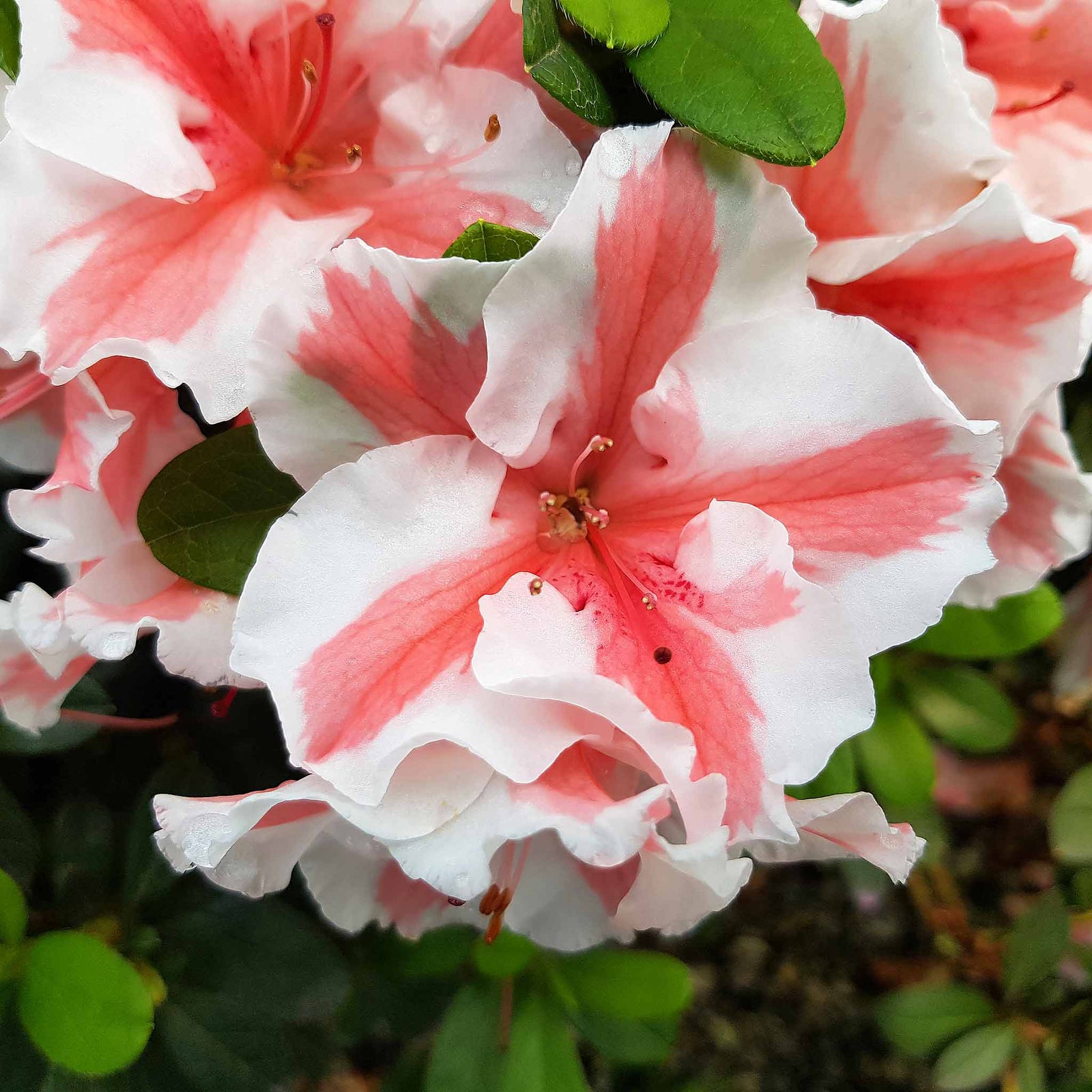 Azalea Encore 'autumn Starburst' Repeat-blooming Bicolour | 1 x 9cm | Green & White