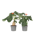 Buddha Belly - 2 Pcs. - Jatropha Podagrica - Height 25-45cm - ⌀13cm | Set-of-2 | Orange