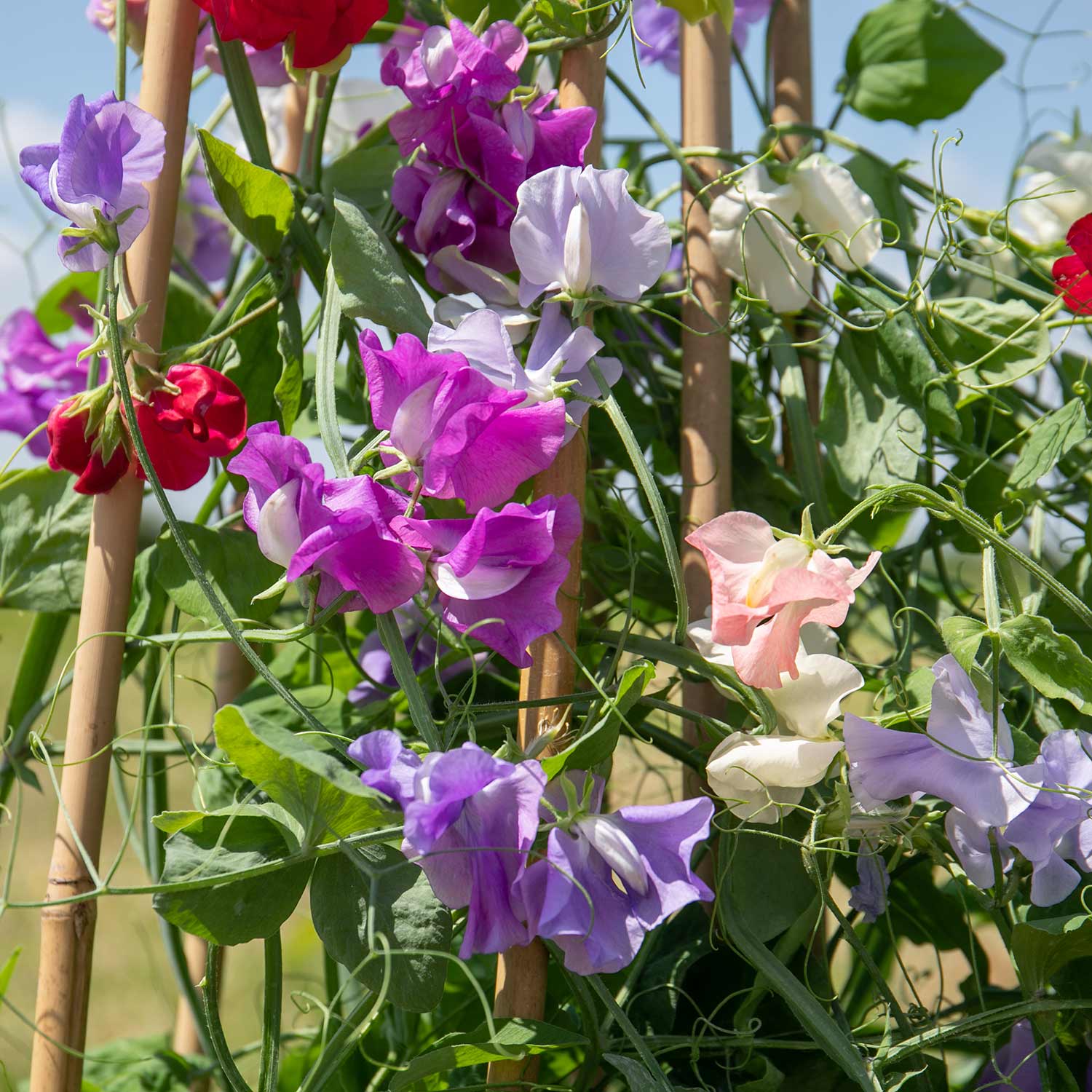 Sweet Pea 'flower Arranger's Blend' Scented Pastel Mix Seeds | 50 Seeds