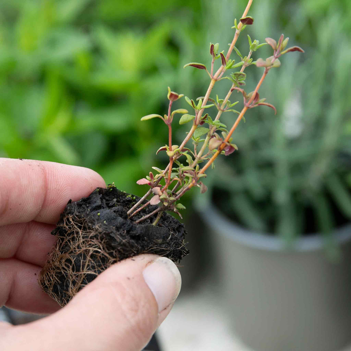 Common Thyme Plant | 6 x Plug Plants