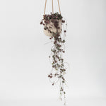 String Of Hearts - Ceropegia Linearis Woodii - Height 20-30cm - ⌀14cm | Set-of-1 | Pink