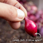 Marshalls Garden Autumn Planting Onion Sets 'electric' - Approx 65-75 Sets