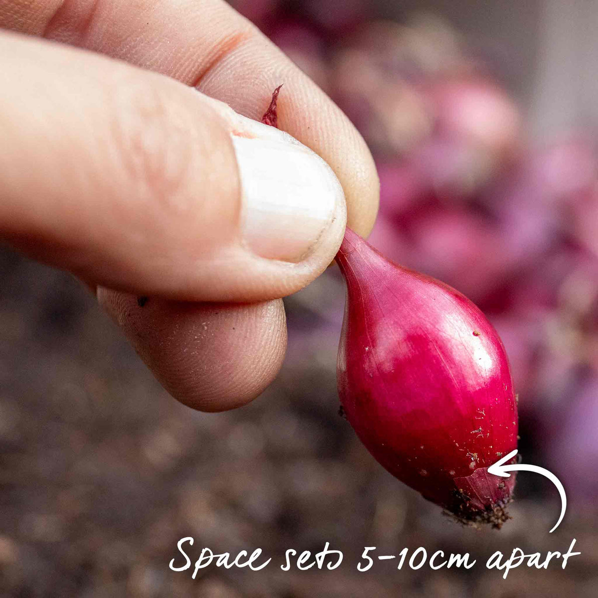 Marshalls Garden Autumn Planting Onion Sets 'electric' - Approx 65-75 Sets