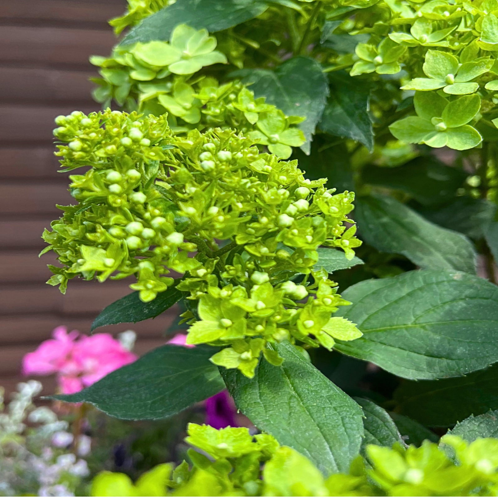 Hydrangea Paniculata Groundbreaker Greeny - 14cm pots | Set-of-1 | Lime Green