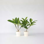 Frangipani - 2 Pcs. - Plumeria Rubra - Height 45-55cm - ⌀17cm | Set of 2 | Pink