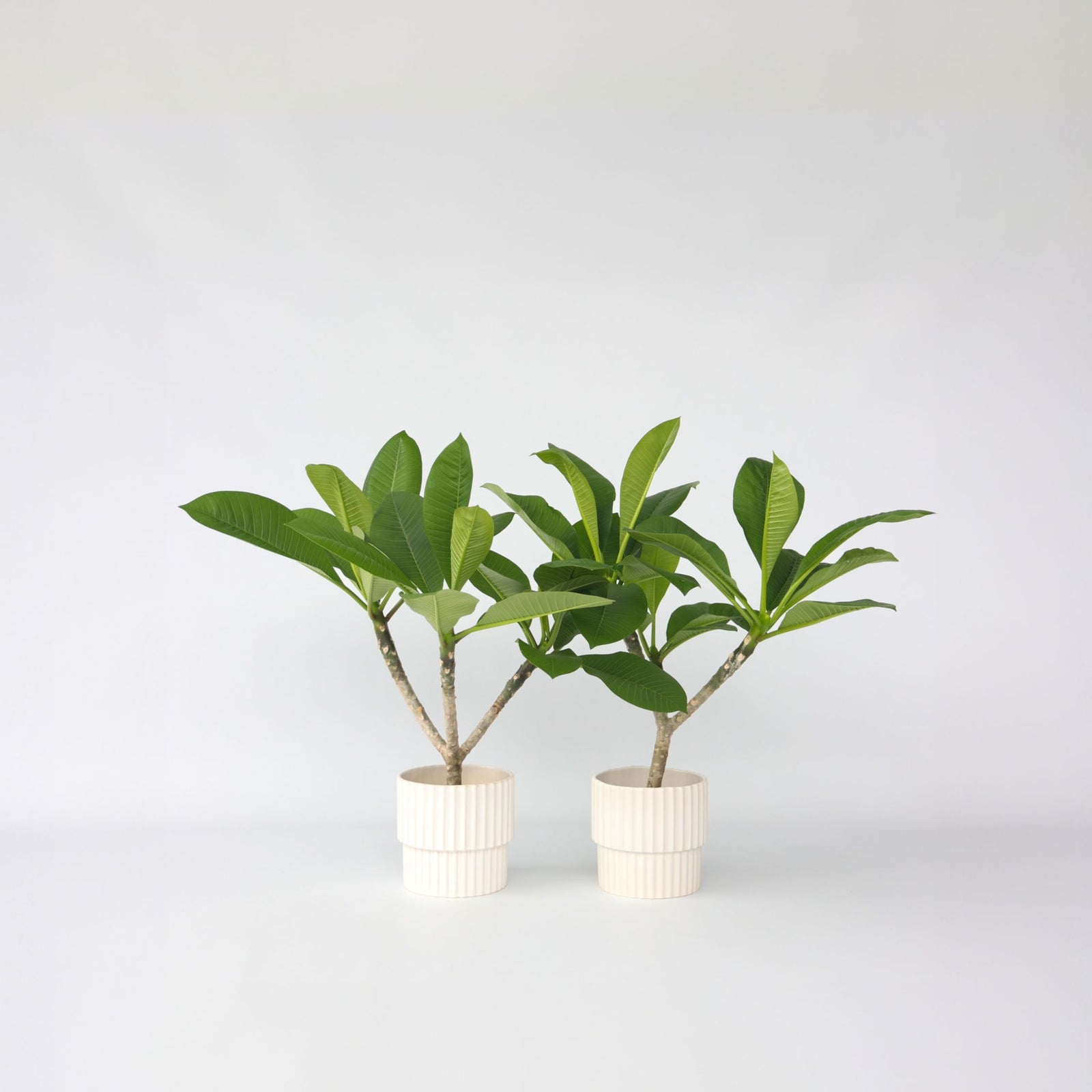 Frangipani - 2 Pcs. - Plumeria Rubra - Height 45-55cm - ⌀17cm | Set of 2 | Pink
