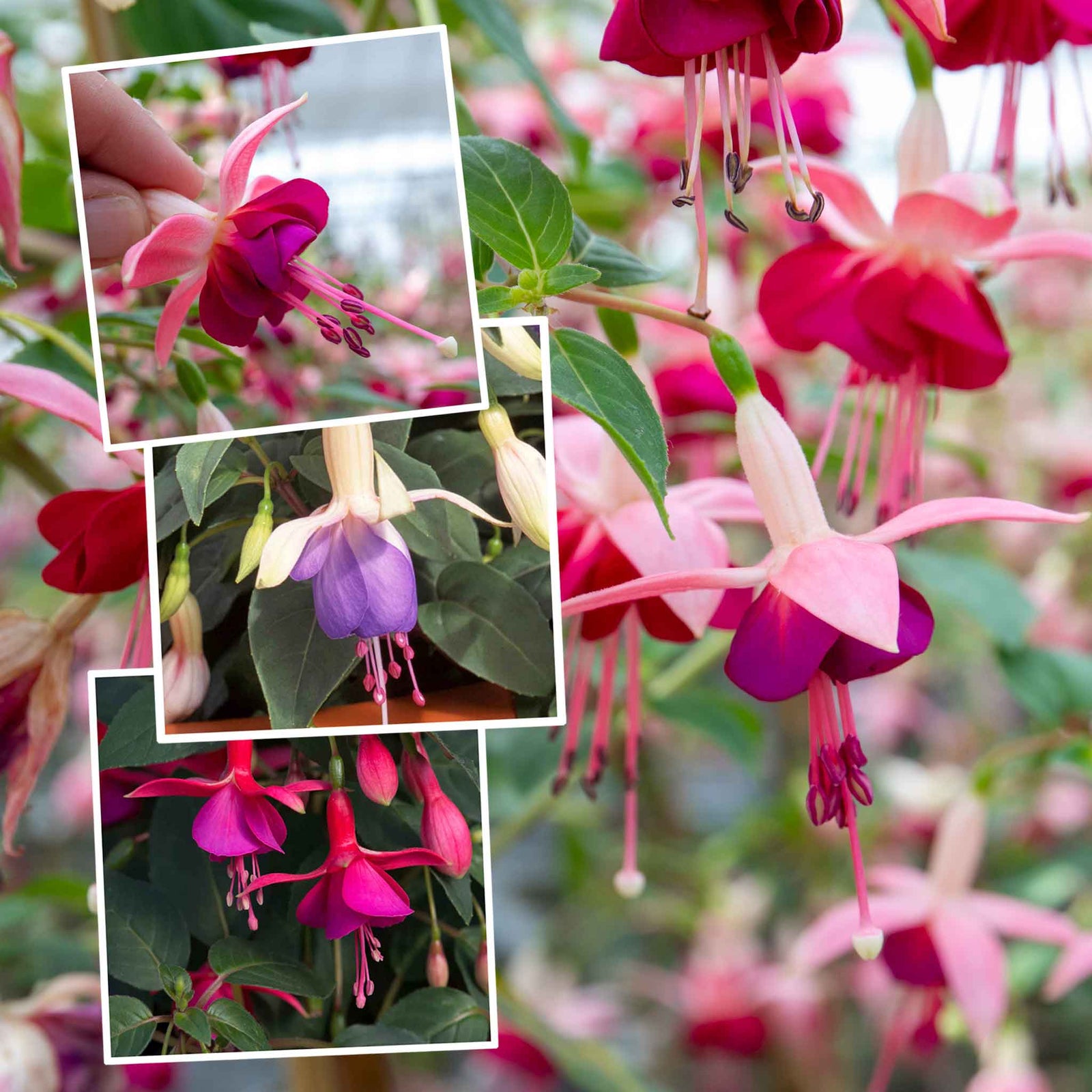 Fuchsia Upright Collection | 6 x Plug Plants | Pink