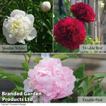 Thompson & Morgan Peony Double Collection  - 3 Plants (white, Pink, Red)