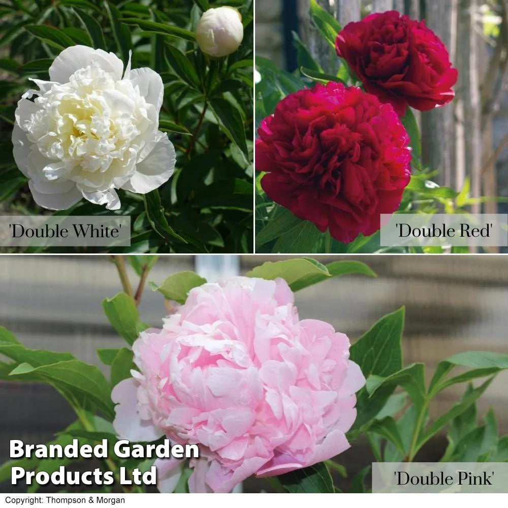 Thompson & Morgan Peony Double Collection  - 3 Plants (white, Pink, Red)