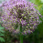 Allium Ultimate Mix - Pack Of 50 Mixed Allium Bulbs | 50 x Bulbs | Multi