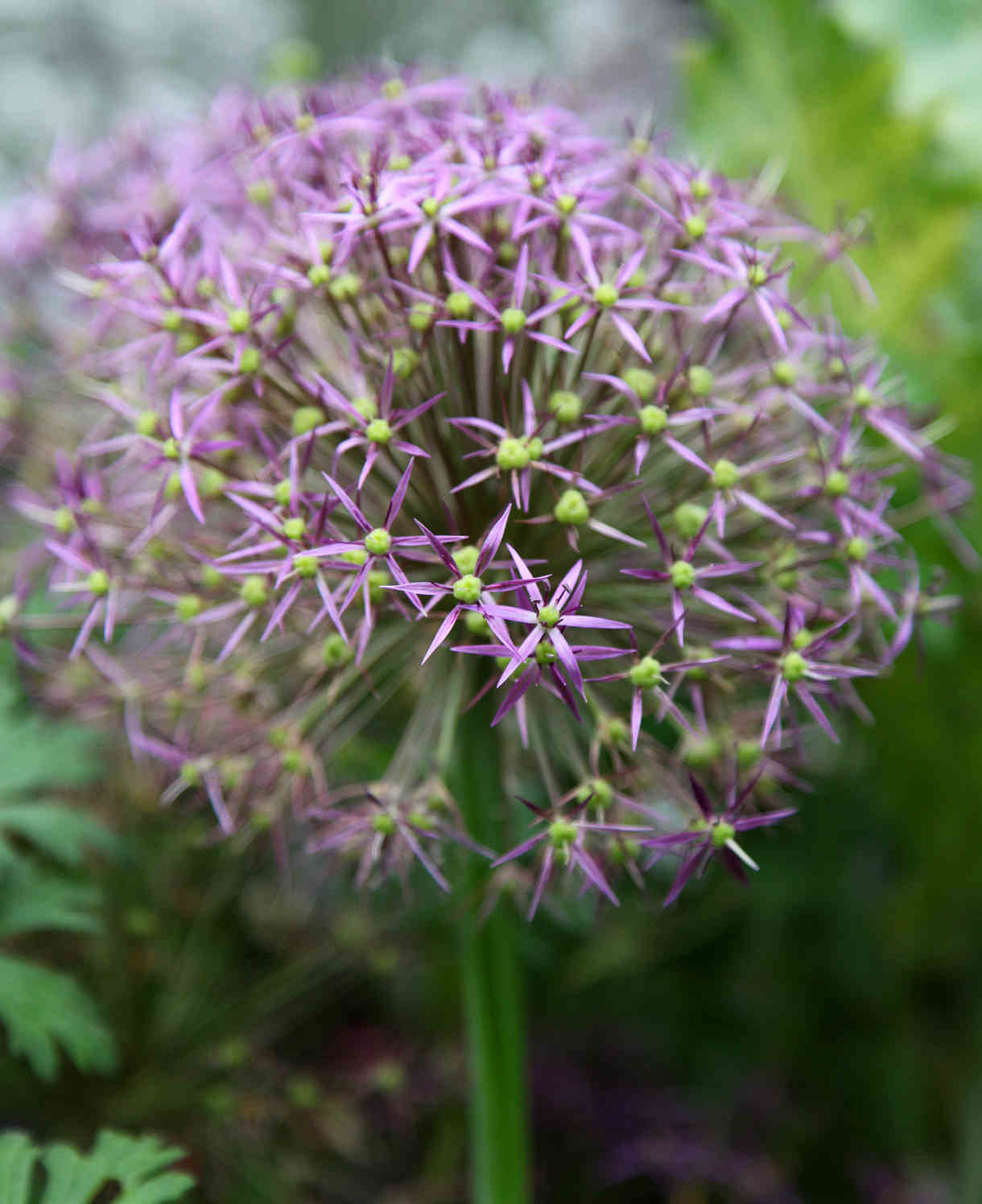 Allium Ultimate Mix - Pack Of 50 Mixed Allium Bulbs | 50 x Bulbs | Multi