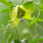 Clematis Tangutica ‘little Lemons’ - 7cm Pots. | 1 x 7cm | Yellow