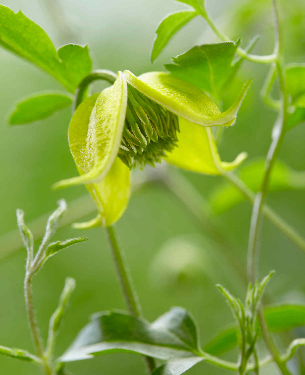 Clematis Tangutica ‘little Lemons’ - 7cm Pots. | 1 x 7cm | Yellow