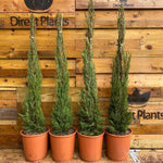 Italian Cypress Tree Cupressus Sempervirens 3ft Tall Large Supplied In A 7.5 Litre Pot