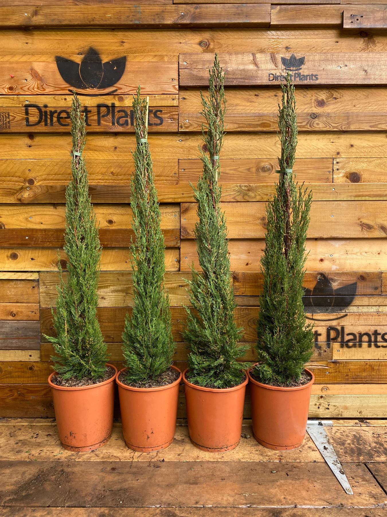 Italian Cypress Tree Cupressus Sempervirens 3ft Tall Large Supplied In A 7.5 Litre Pot