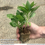 Thompson & Morgan Alstroemeria 'tree Everest Mix' - 3 Plants