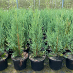 Direct Plants 5x Large Juniperus Skyrocket Trees Rocky Mountain Juniper Conifer 2ft Tall In A 3 Litre Pots