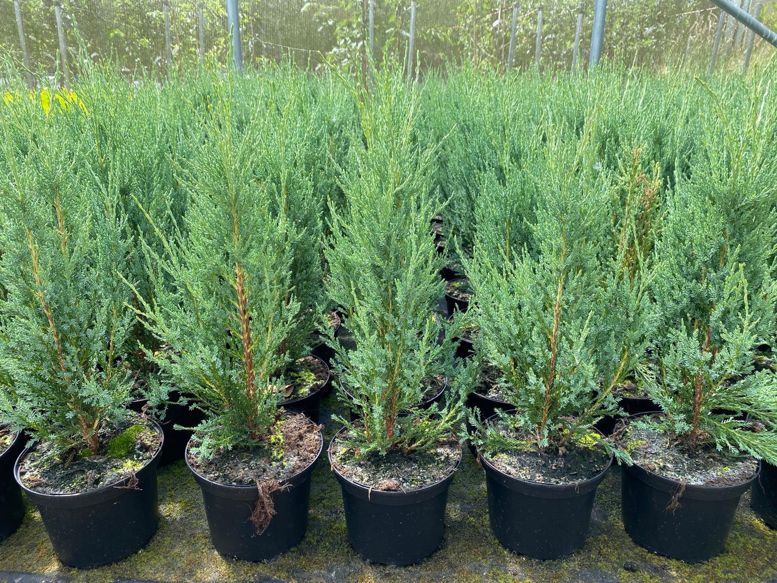 Direct Plants 5x Large Juniperus Skyrocket Trees Rocky Mountain Juniper Conifer 2ft Tall In A 3 Litre Pots