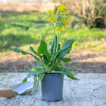 Primula Veris (cowslip) Plants | 1 x 9cm | Yellow