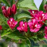 Weigela 'bristol Ruby' - Deep Ruby-red Deciduous Shrub, Pollinator Friendly | 1 x 3L | Pink
