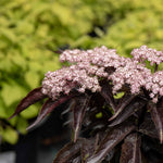 Sambucus Nigra 'black Tower' Narrow Upright Elder (dark Burgundy Foliage) | 1 x 3L | Pink & Black