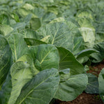 Cabbage 'duncan' - Fast-growing Pointed Heads | 8 x Pro Grower Plugs | Green