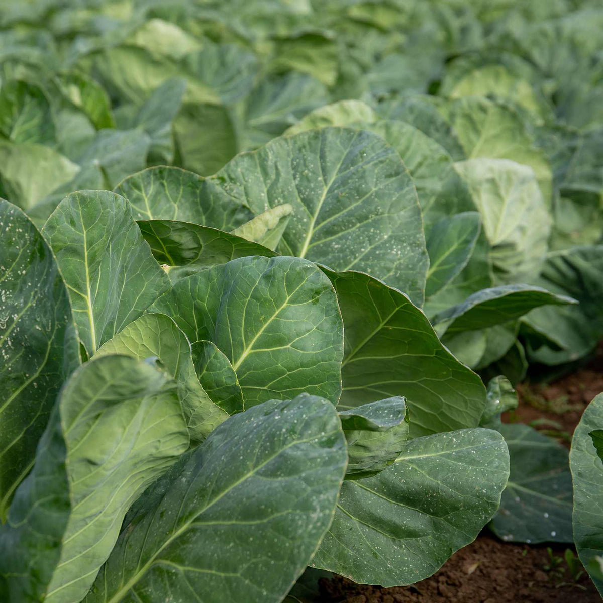 Cabbage 'duncan' - Fast-growing Pointed Heads | 8 x Pro Grower Plugs | Green