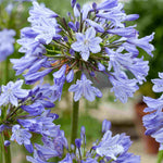 Agapanthus Hybrida 'Vallee De L'authion' - 9cm Pots | 1 x 9cm | Blue